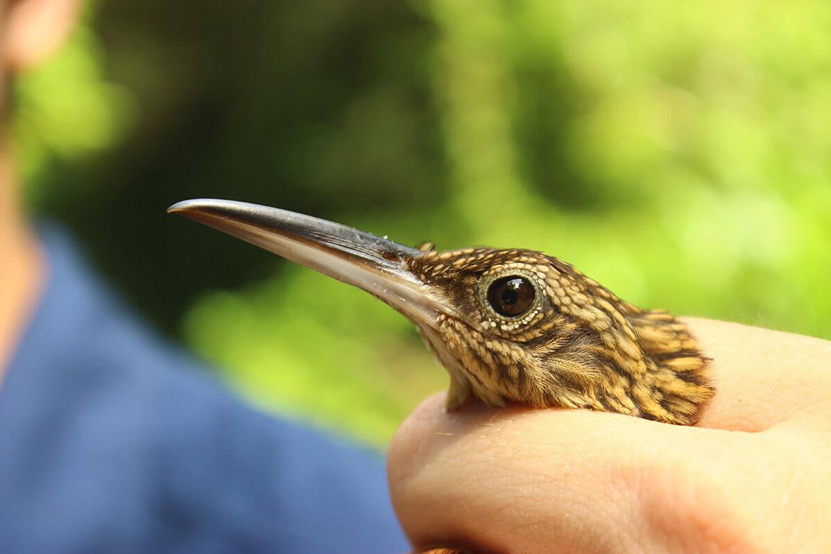 In a warming climate, can birds take the heat?