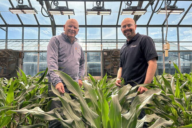 Two men stand hip-deep in a small plot of corn plants inside a greenhouse. In the background are light fixtures, fans, and other equipment.