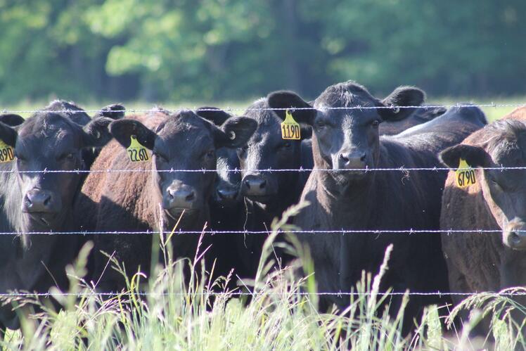 a herd of black cows
