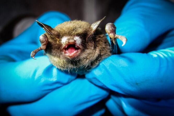 A small brown bat in the hands of a person wearing blue latex gloves
