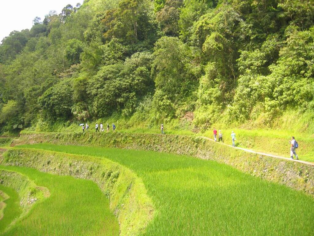 New summer program offers ACES undergrads hands-on rice research in the Philippines