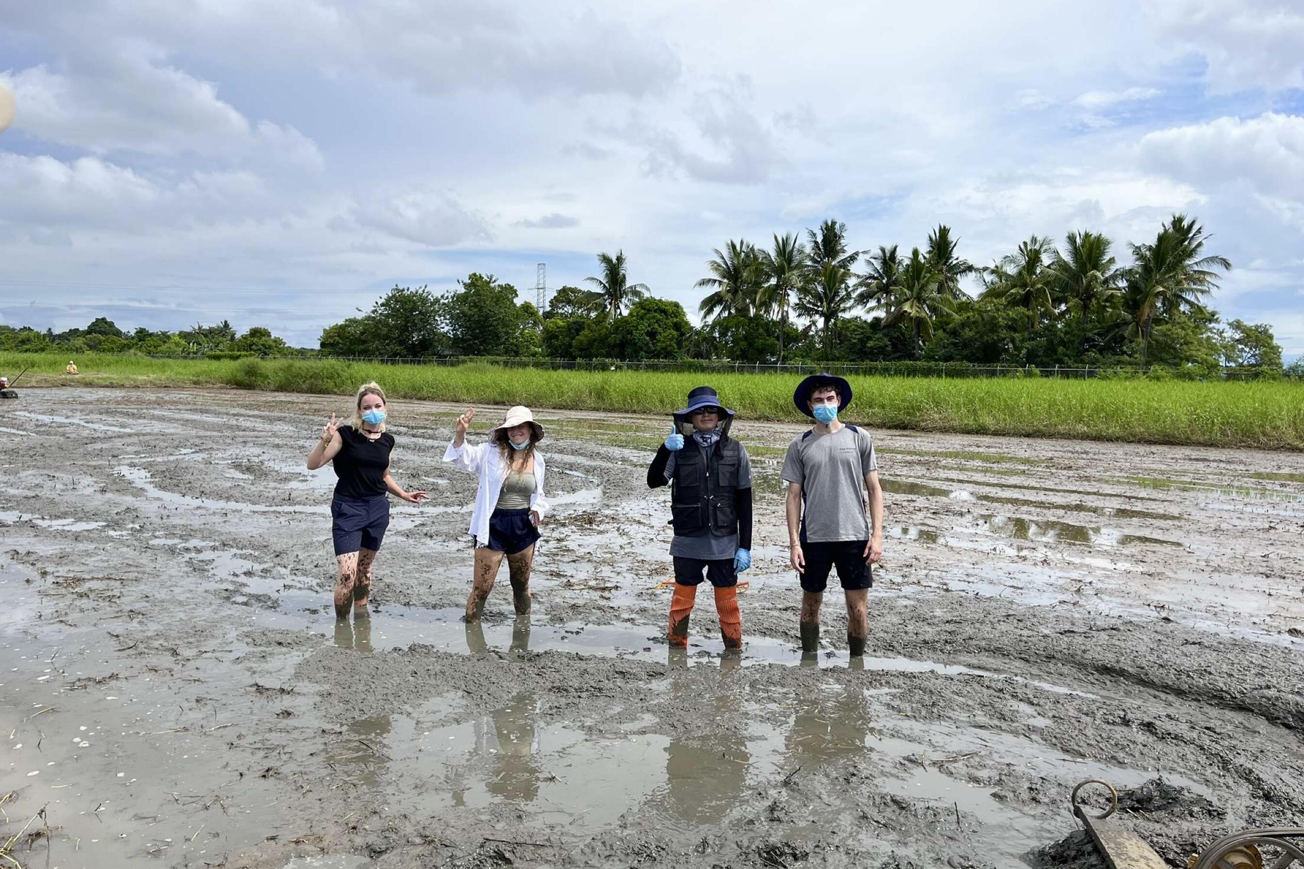 Students in rice fields. 