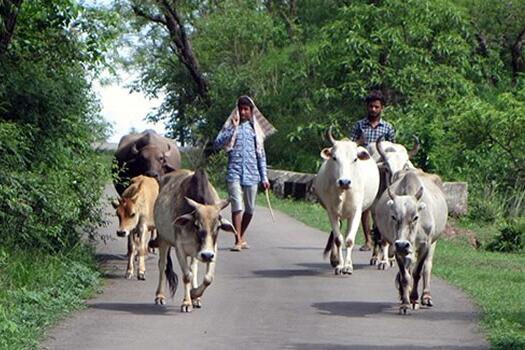 Indian cattle farmers