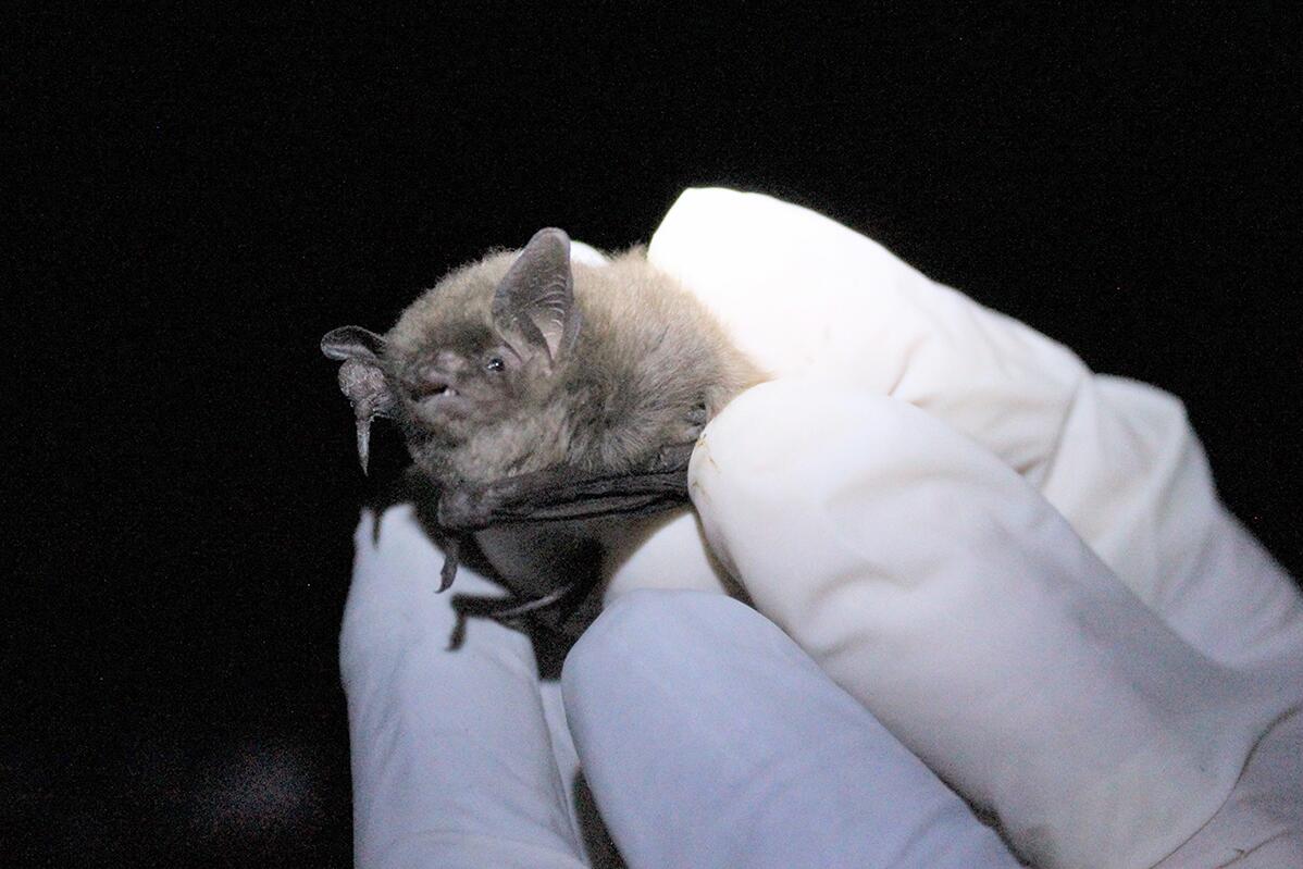 Sending up the bat signal on forest use by endangered species