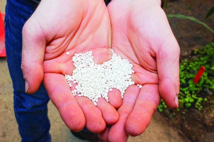 Cupped hands holding white granules of struvite
