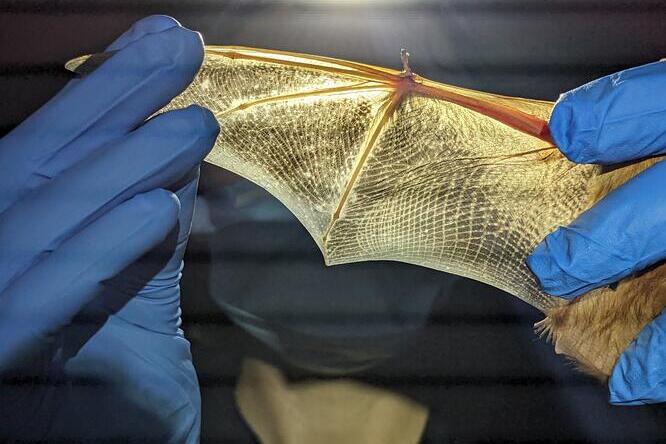 Person holding a bat wing outstretched