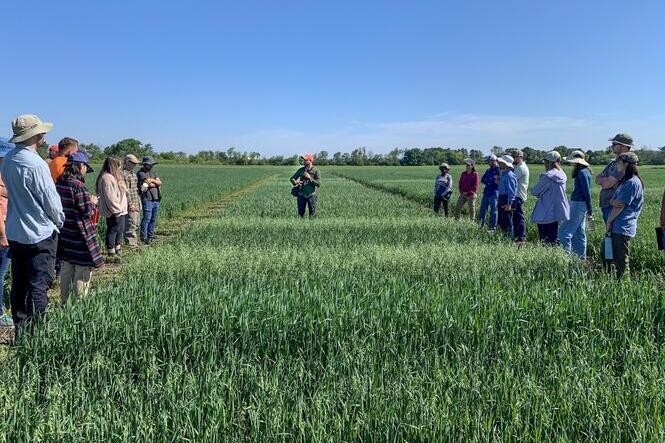 A man stands in a field of knee-high wheat, speaking into a microphone. He is flanked by two groups of onlookers on either side.