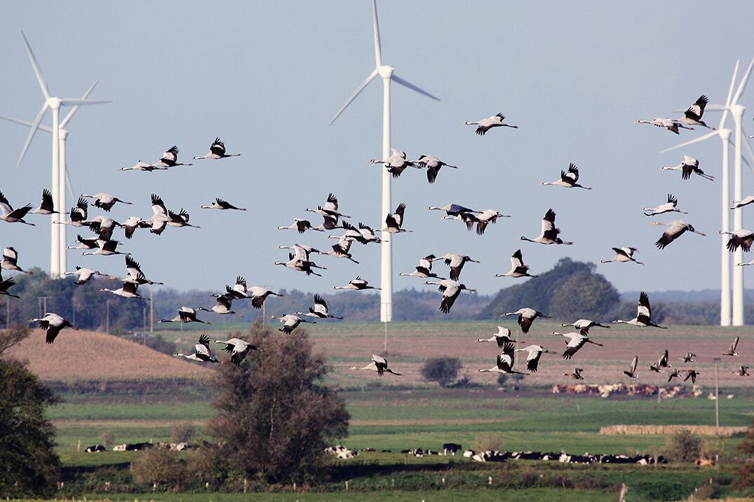 Wind turbine design and placement can mitigate negative effect on birds