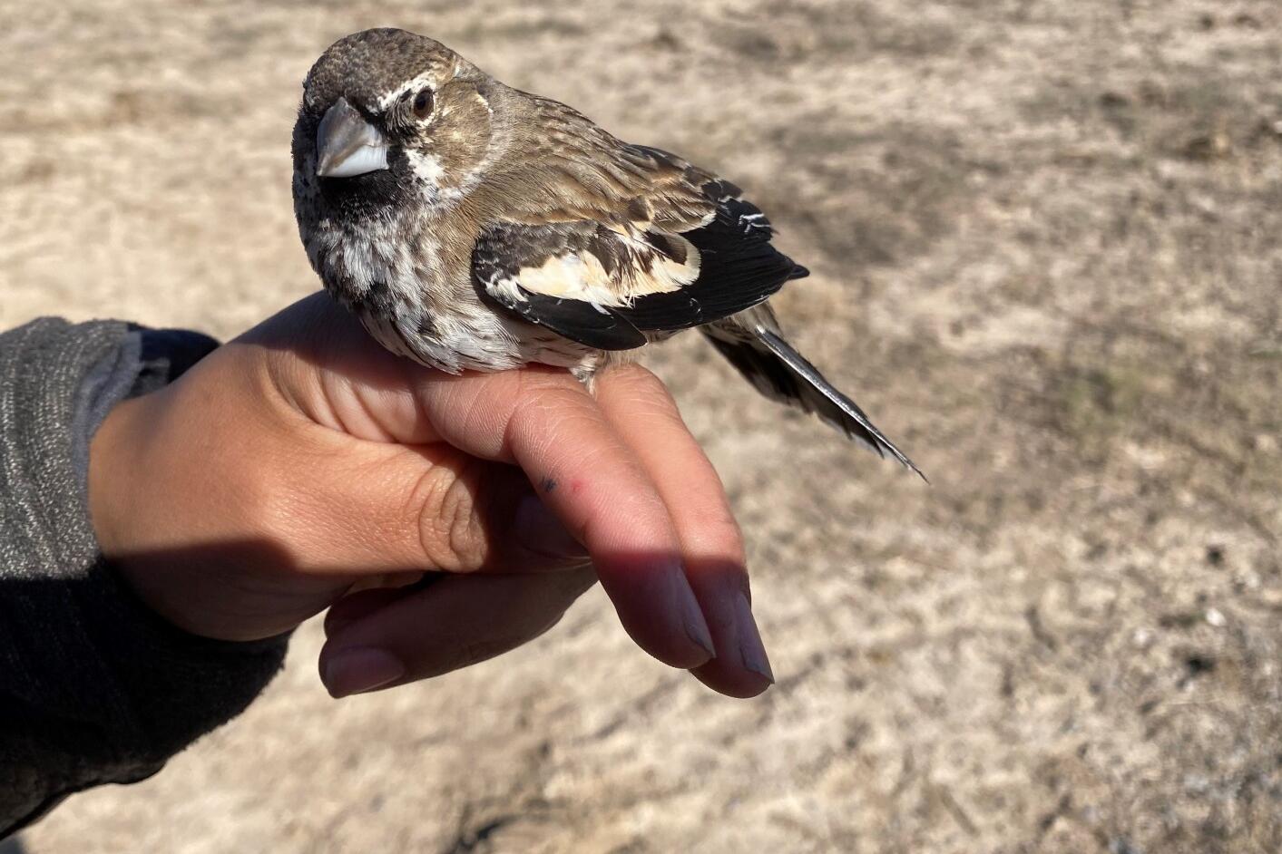 Collaboration with Mexico will help conserve grassland birds  