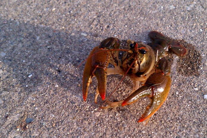 A crayfish with angry red eyebrows lifts its claws