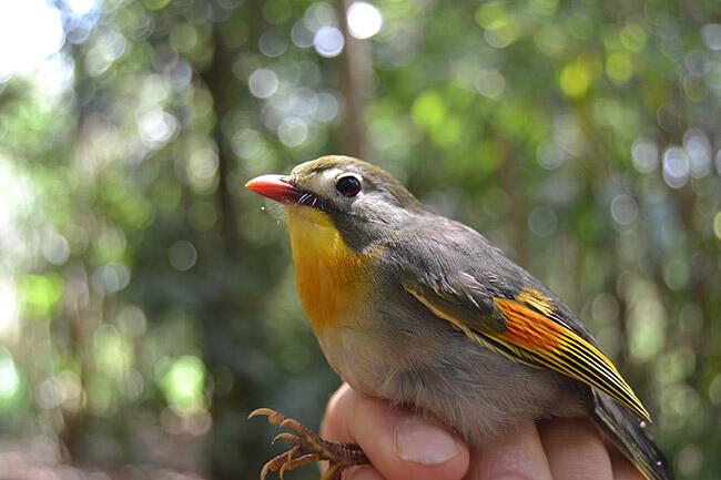 When introduced species interact: Degraded Hawaiian communities operate similarly to native ones