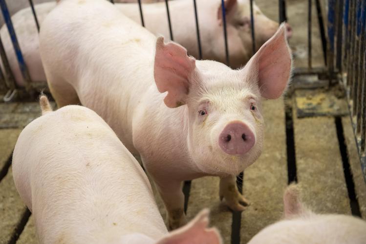 Pig looking at camera