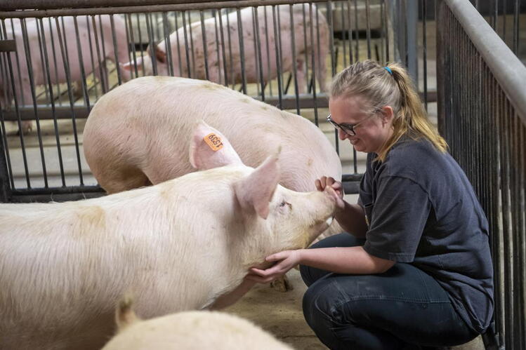 A woman strokes the face of a large pig while crouching in a pen. Several other pigs are visible in the pen and adjacent pens.
