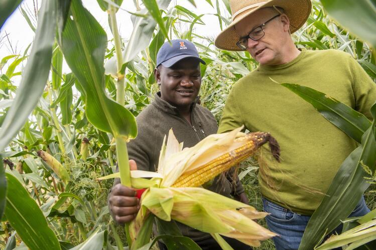 Two men wearing hats stand surrounded by large corn stalks. They are inspecting an ear of corn in the foreground.
