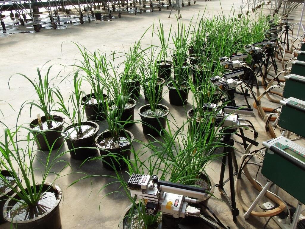 Photosynthesis varies greatly across rice cultivars — natural diversity could boost yields