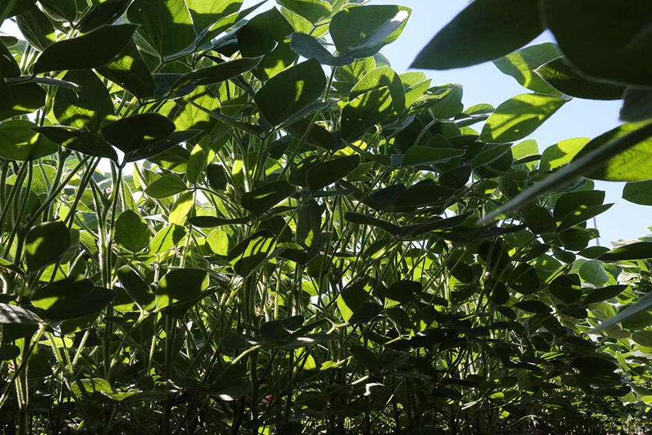 RIPE researchers prove bioengineering better photosynthesis increases yields in food crops for the first time ever