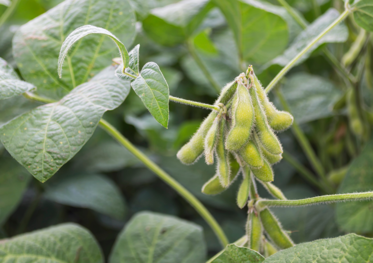 Researchers pinpoint unique growing challenges for soybeans in Africa