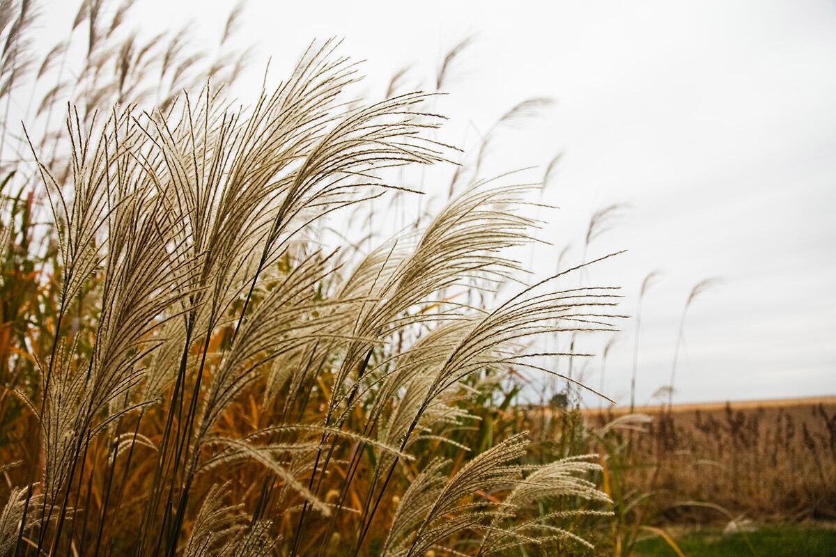 Research could save years of breeding for new Miscanthus hybrids