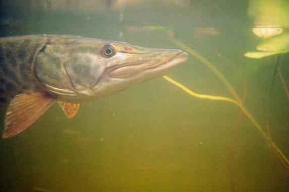 Muskie in water