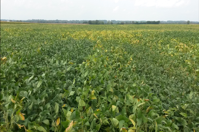 A wide view of a soybean field under a cloudy sky, with some yellowing patches interspersed among the green foliage