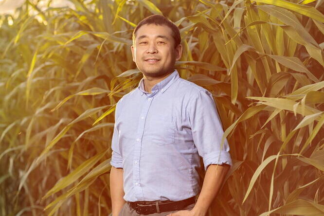 Kaiyu Guan Man standing in front of a stand of corn in amber evening light.