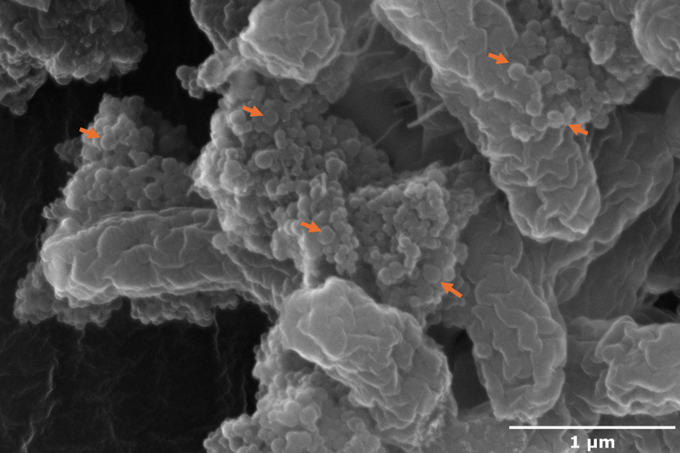 Clusters of nanoplastics (red arrows) bind to E. coli O157:H7. Award winning image by Jayashree Nath, first author of the study. Scanning electron microscope image showing clusters of irregular, rod-shaped microscopic particles. Scale bar indicates 1 micrometer.