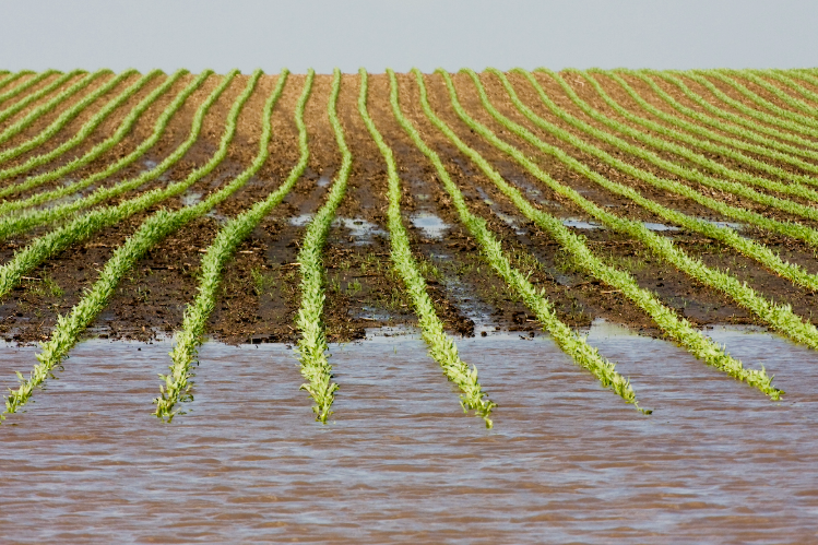 Young corn in rows. In the foreground, the field is flooded, with plants partially underwater.