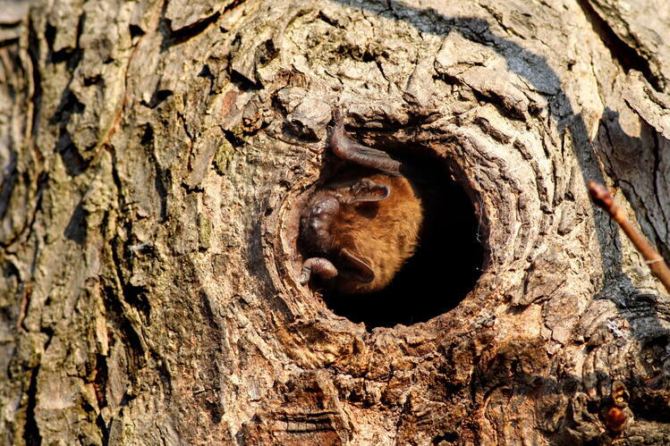 Close-up of a hole in a tree, with a furry brown bat visible within
