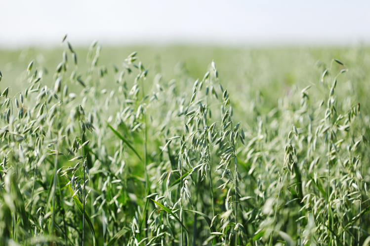 oat plants in a field