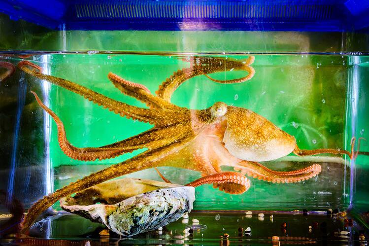 An orange/yellow octopus in a tank with a blue lid and bright green background. 