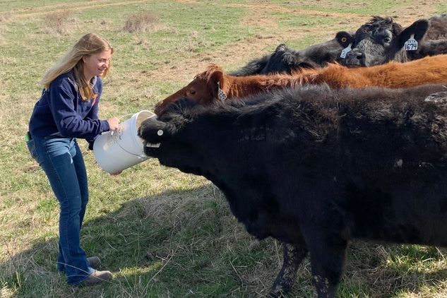 A woman feeds a group of cattle with a bucket in a grassy field.