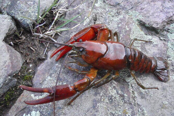 The Okanagan Crayfish (Pacifastacus okanaganensis) has been newly described from interior British Columbia and Washington State A red crayfish sits on a rock facing left