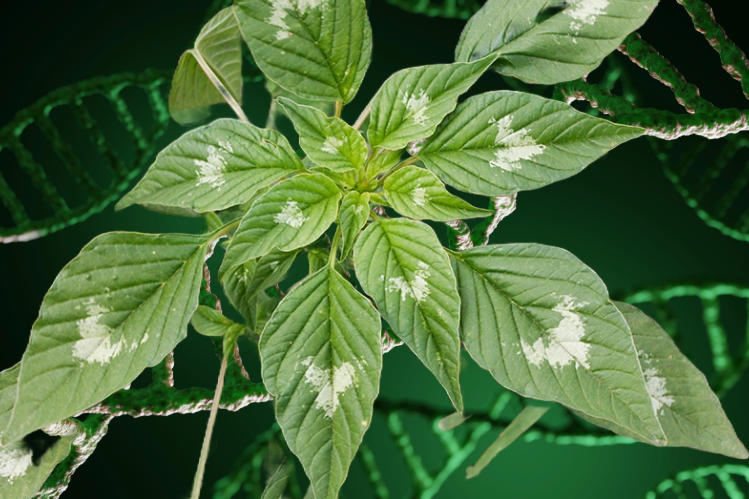 In the foreground, a photo of a plant with white splotches on its leaves. In the background is a green-on-green image of DNA helices.