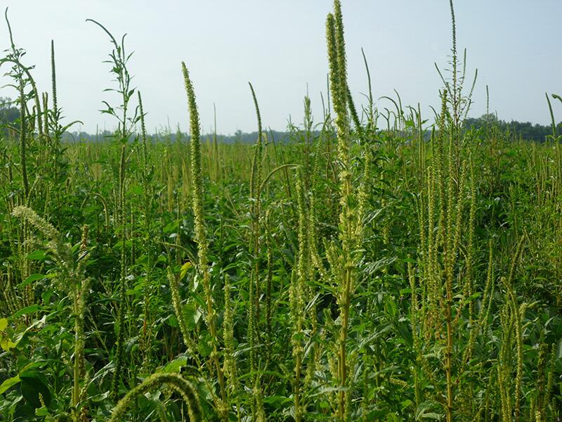 Palmer amaranth’s molecular secrets reveal troubling potential