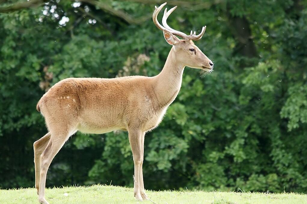 How genetic diversity could avoid threat of deadly disease in endangered  deer | College of Agricultural, Consumer and Environmental Sciences | UIUC