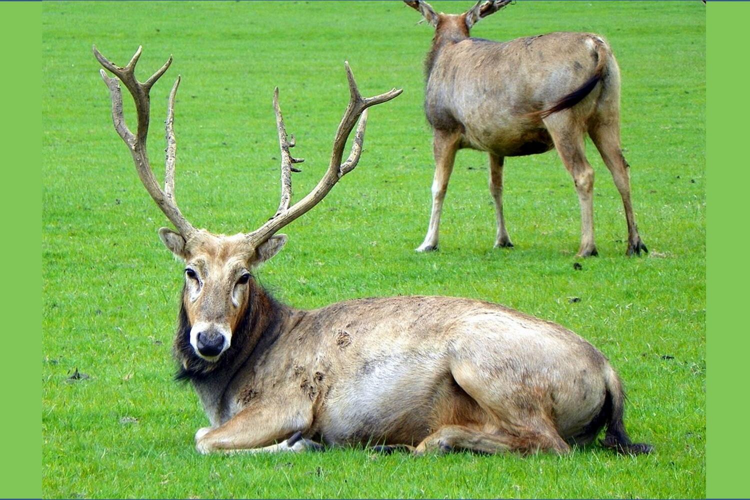 Endangered deer's prion gene could protect it from chronic wasting disease