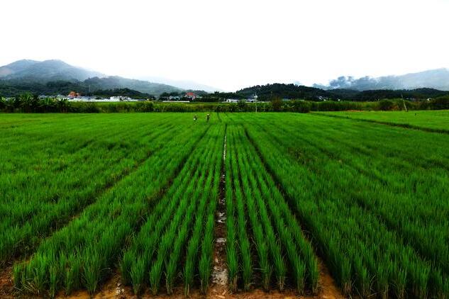 Perennial rice variety PR25 in Menghai, Yunnan, China. Photo credit Shilai Zhang, Yunnan University