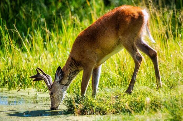 White-tailed deer drinking from pond