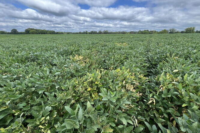 A soybean field with several symptomatic plants in the foreground. In the background is a blue sky with white clouds.