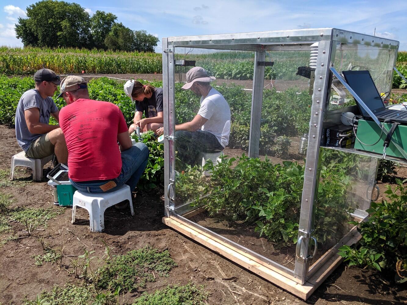 Scientists further cowpea research—boosting canopy CO2 assimilation, water-use efficiency