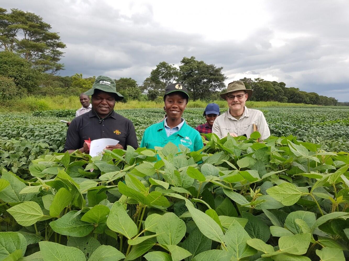 Developing red leaf blotch resistant soybeans through research in Africa