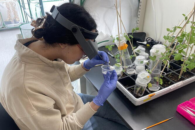 A person in a lab coat and goggles is working with a plastic container next to a tray with plants