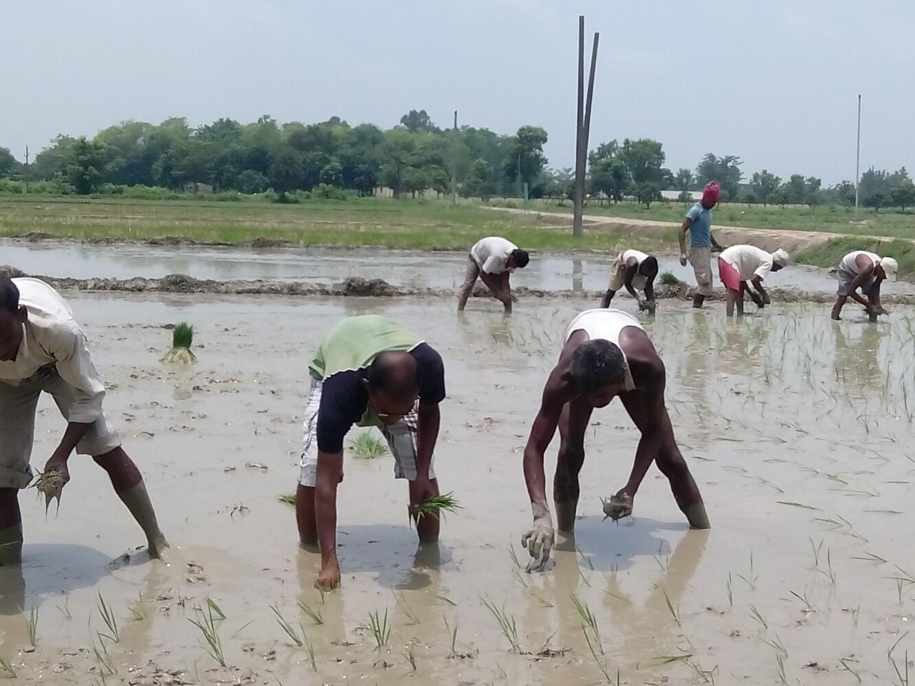 How India’s rice production can adapt to climate change challenges 