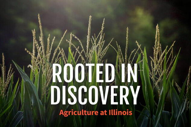 The tops of corn plants shown against a dark background. In the foreground, the words "Rooted in Discovery/Agriculture at Illinois" appear in orange and white font.