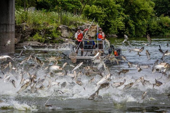 Two people in a boat wearing life jackets use nets to capture fish jumping out of a river surrounded by green trees and rocky shore.