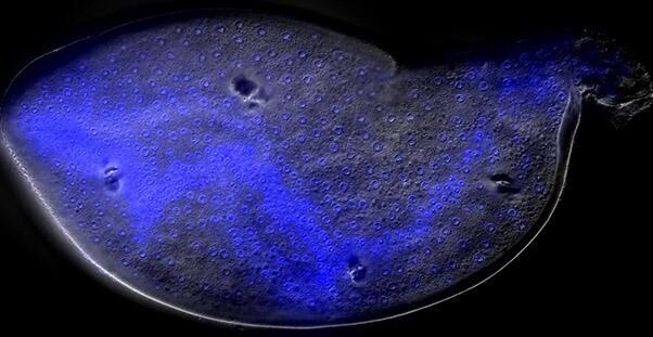 Illinois study identifies a key to soybean cyst nematode growth