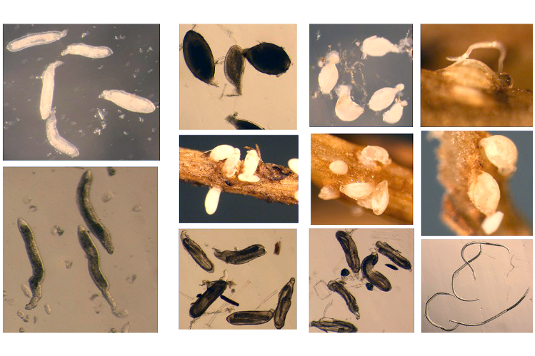 A grid of 11 photos showing various life stages of soybean cyst nematode.