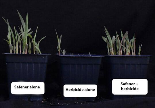 Natural plant defense genes provide clues to safener protection in grain sorghum