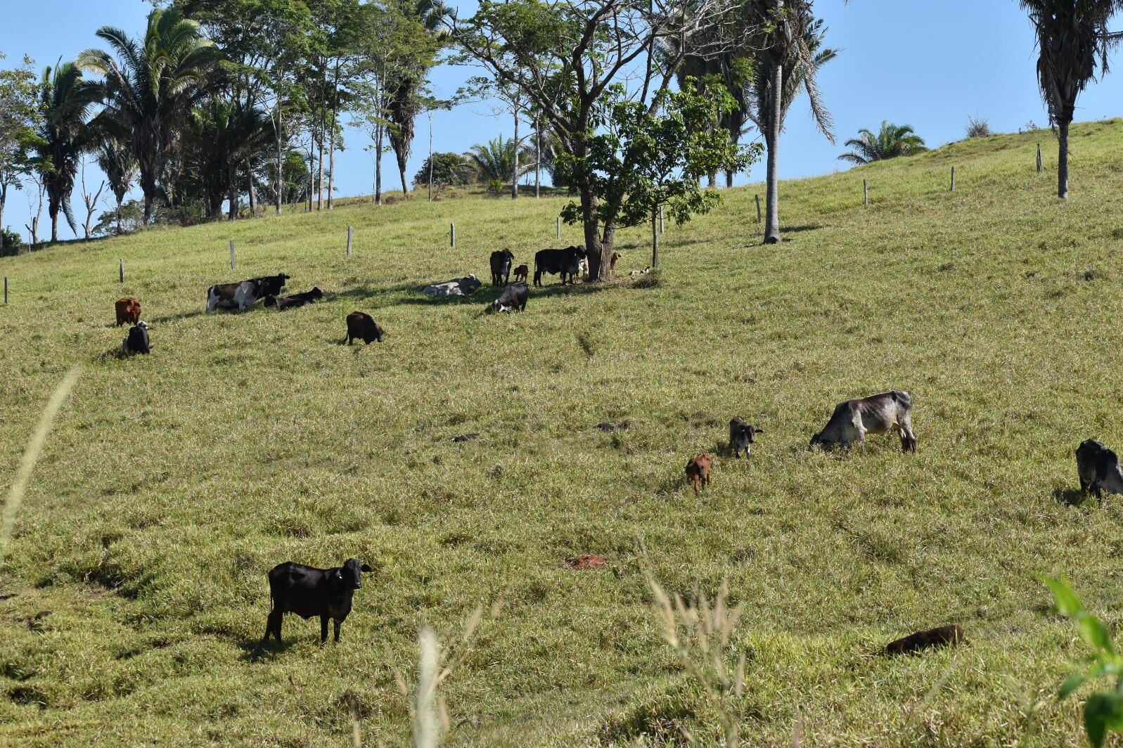 cattle in pasture