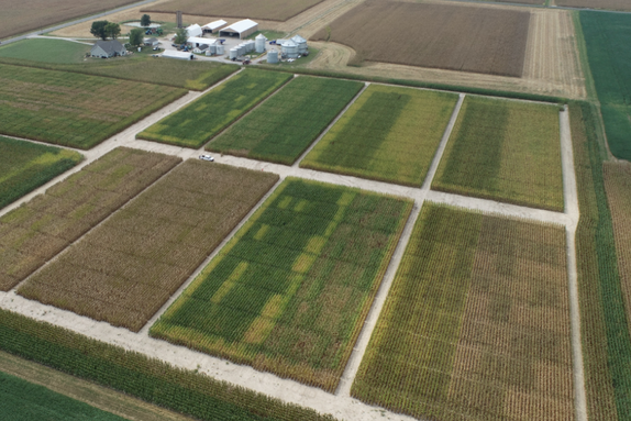 An aerial photo showing several rectangular corn fields with crops appearing in various shades of green and brown. A cluster of buildings can be seen in the distance.